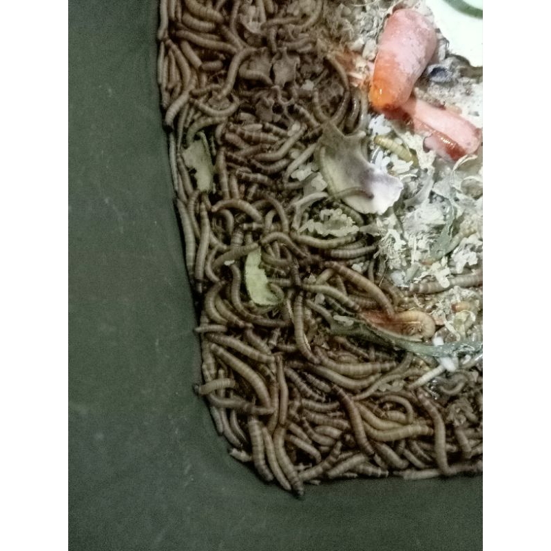 PromoUlatJermanSuperMealworm500gr