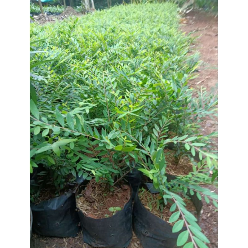 Tanaman Hias Cendrawasih / Tanaman Outdoor pohon cendrawasih