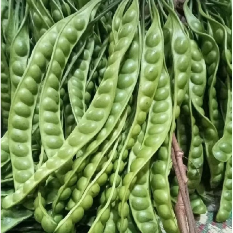 

paket pete sedang asli Wonogiri isi 12 papan