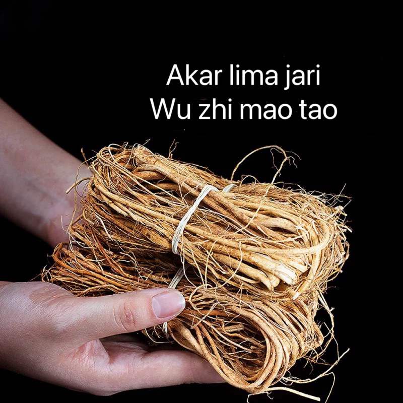 

WU ZHI MAO TAO 五指毛桃 akar lima jari persik herbal ficus hirta root