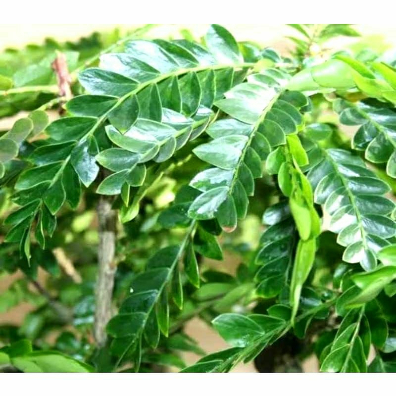 

250 GRAM DAUN SLIGI SEGAR