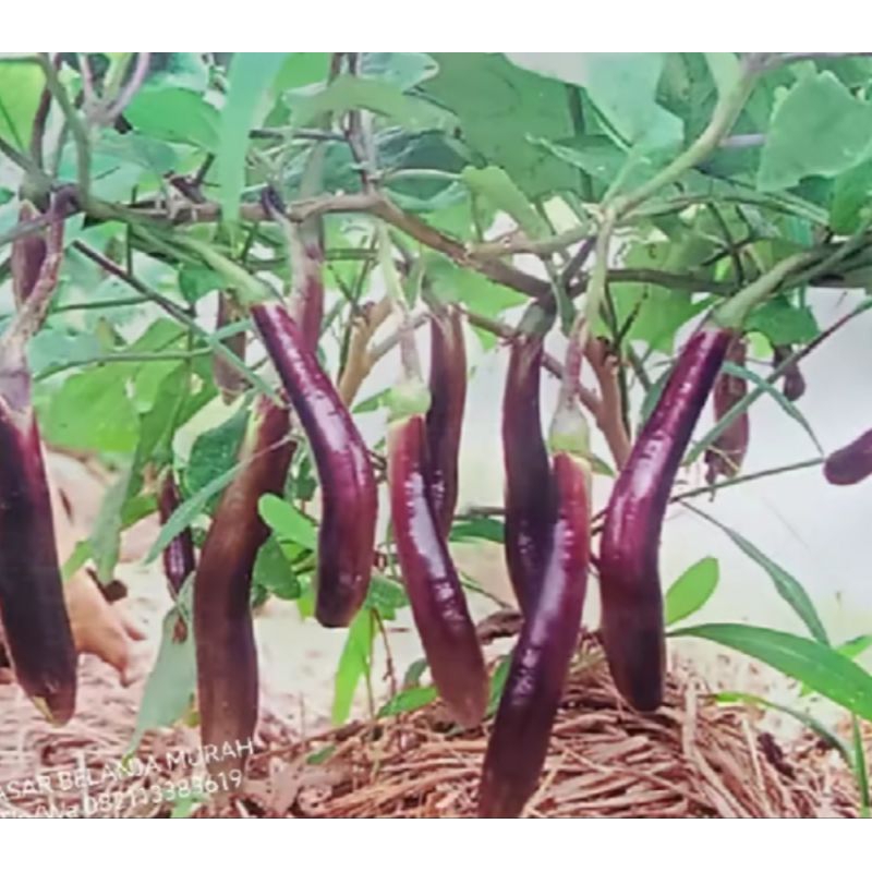 25 Butir Benih TERONG UNGU WELUT ( Kemasan Repack )