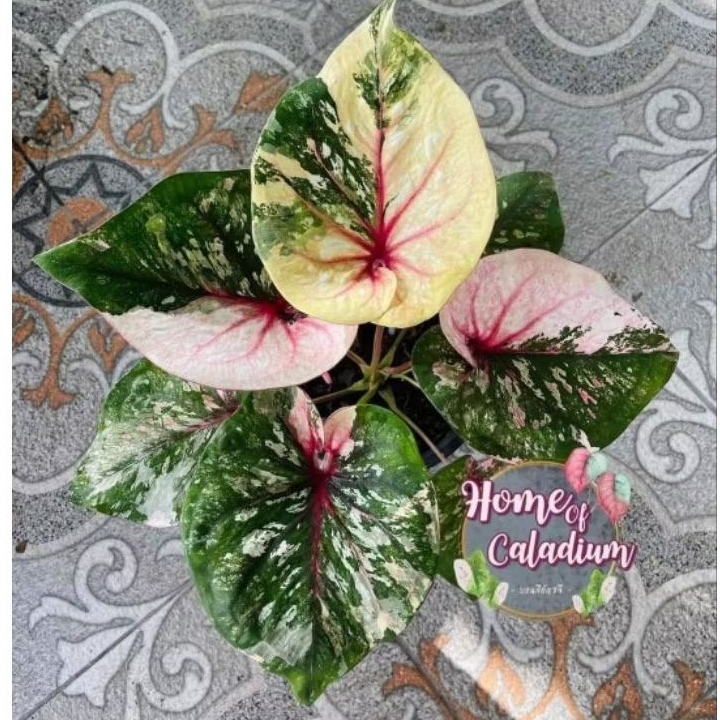 Bibit  Keladi /  Anakan Caladium  " NHAKON CAISI GIRL"     - keladi hias hybrid / Keladi  Thailand i