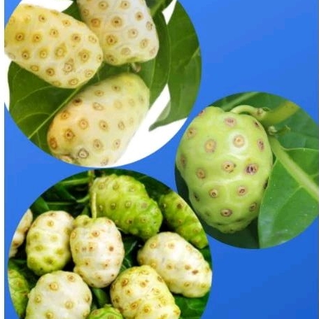 

[BUAH MENGKUDU]buaherbal