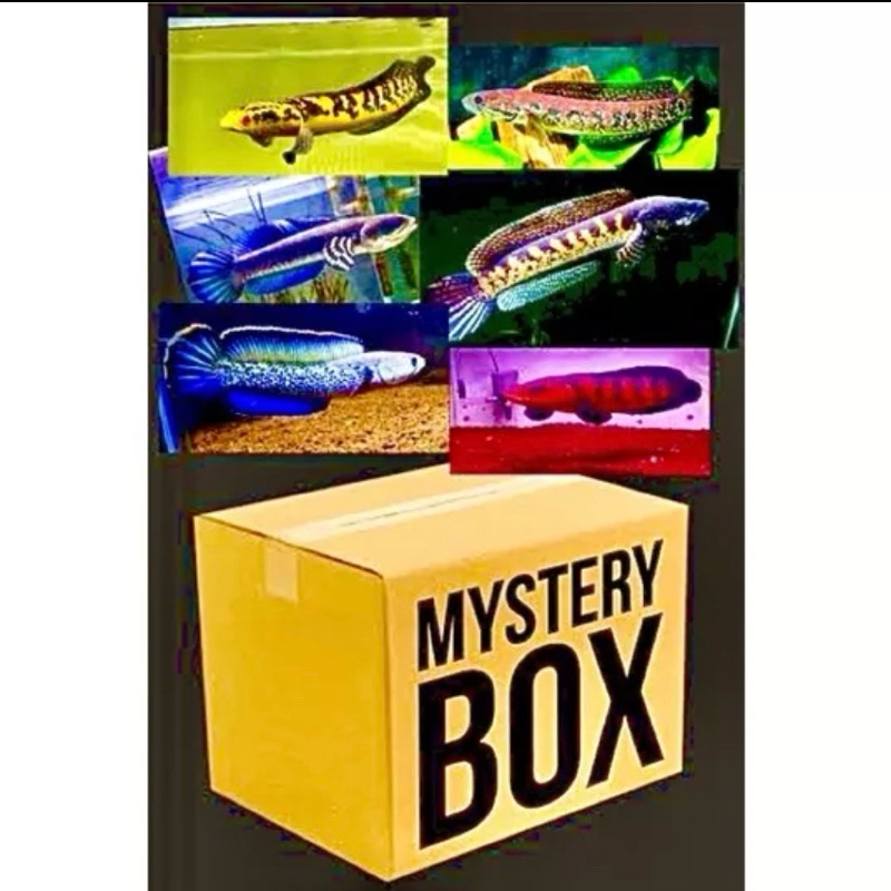 Box misteri isi 5 ekor channa TANPA ZONK | auranti, pulkra, barito, ys, andrao dll