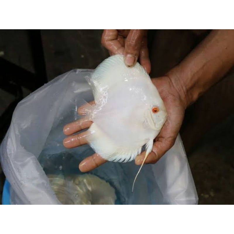 hiasan aquarium ikan discus white albino 2cm