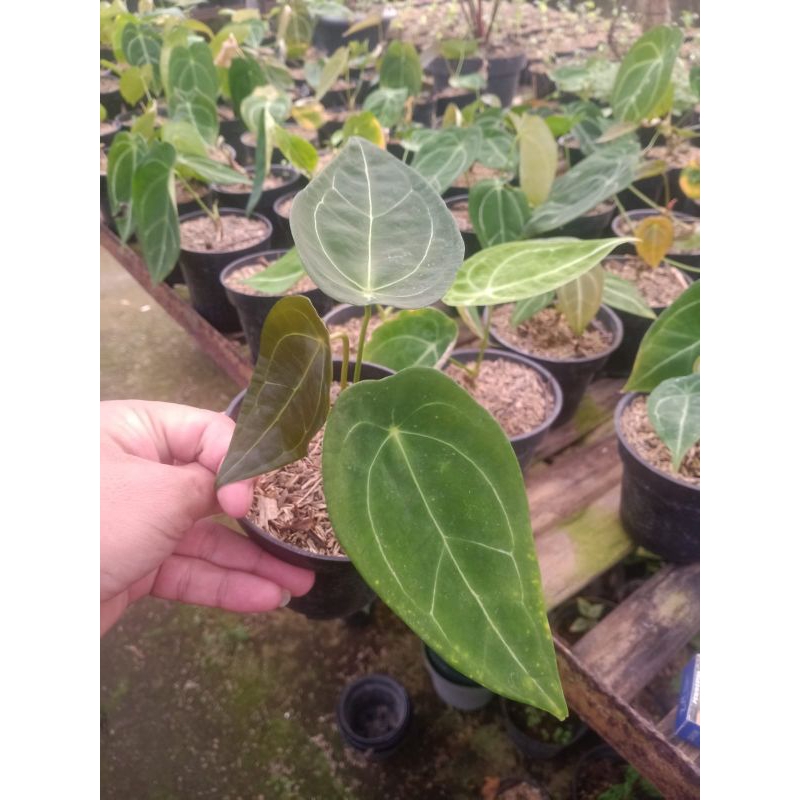Anthurium Forgetti