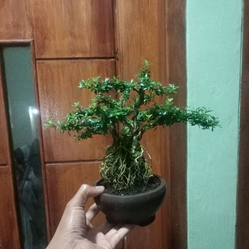 Bonsai seribu bintang - tanaman bonsai seribu bintang