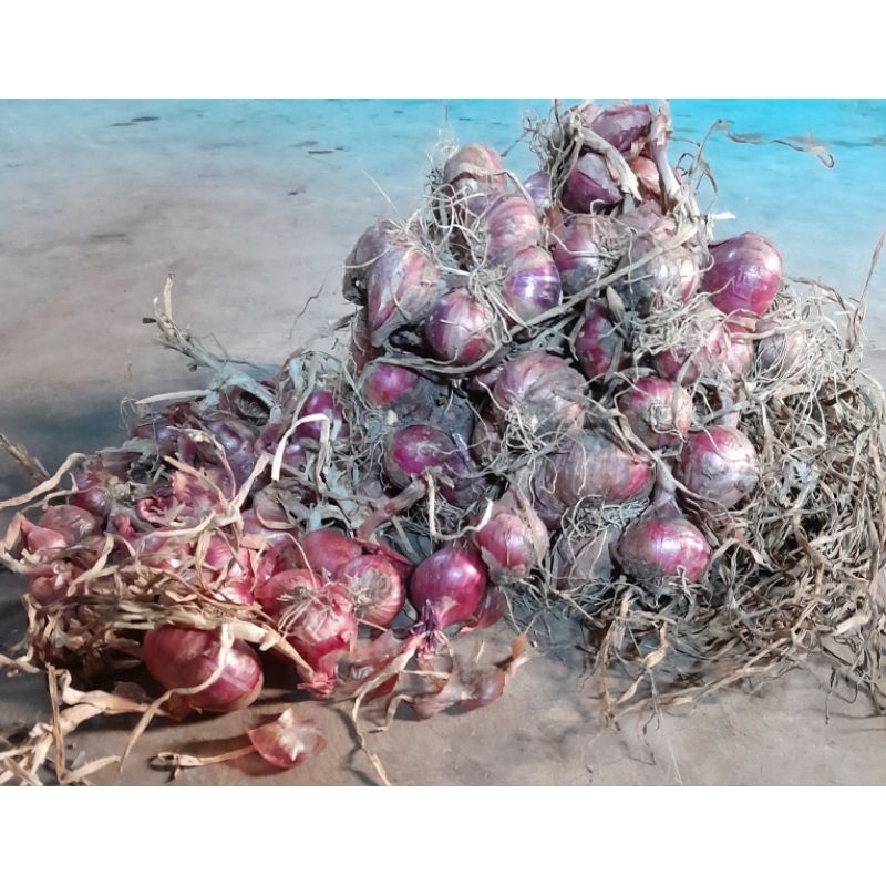 

bawang merah super