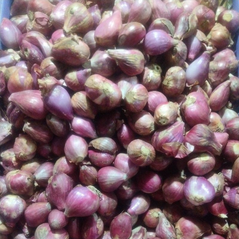 

Bawang Merah Kulit Brebes Super