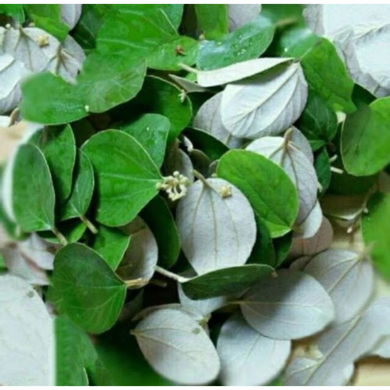 

Daun Bidara Per 10 Lembar