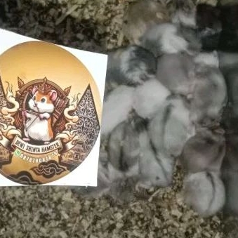 Hamster Campbell Dominan Remaja (siap kawin)