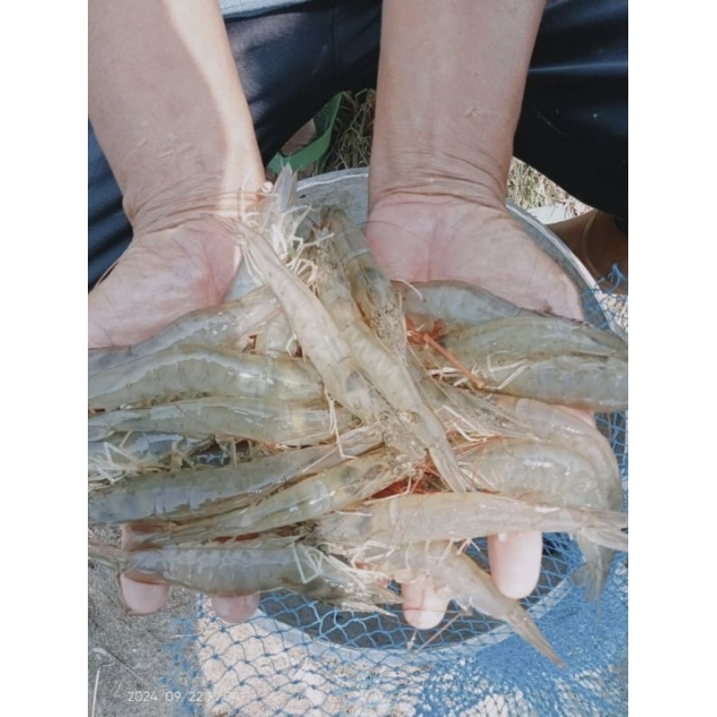 

fresh panen dari tambak