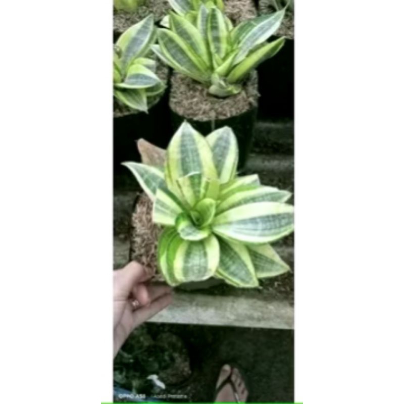 TANAMAN HIDUP SENSIVERA GOLDEN