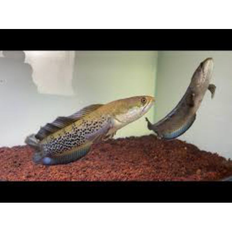 STEWARTI PAIR CB 100%