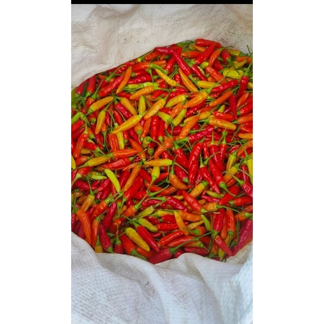 

RAWIT MERAH | RAWIT SETAN FRESH 1KG