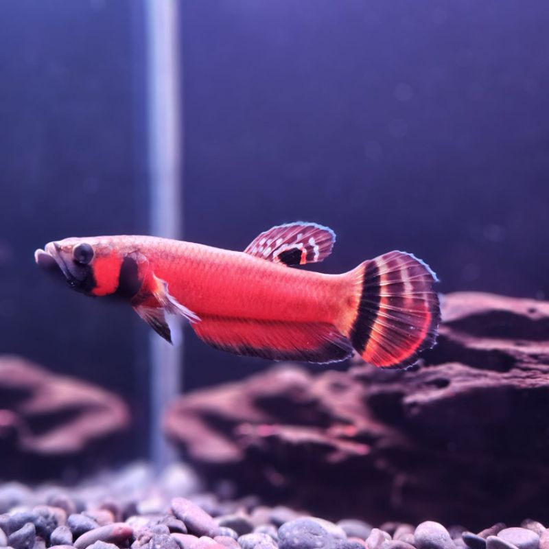 wild Betta Macrostoma 10 cm