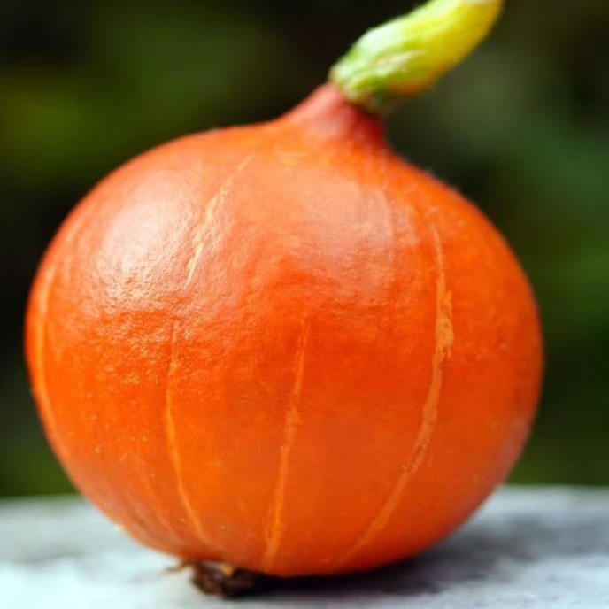 

Kabocha Organik | tanya stock terlebih dahulu| green garden | hammysnotes |