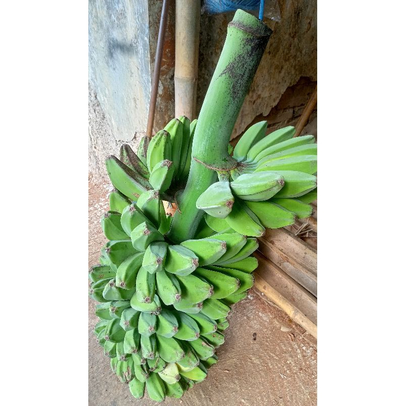 

Pisang Kepok Berkualitas per 1 kg