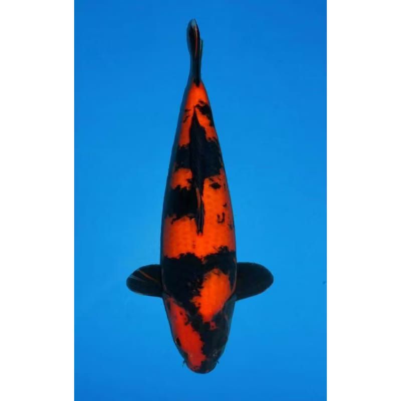 

Utsuri Koi Ukuran 20-25Cm