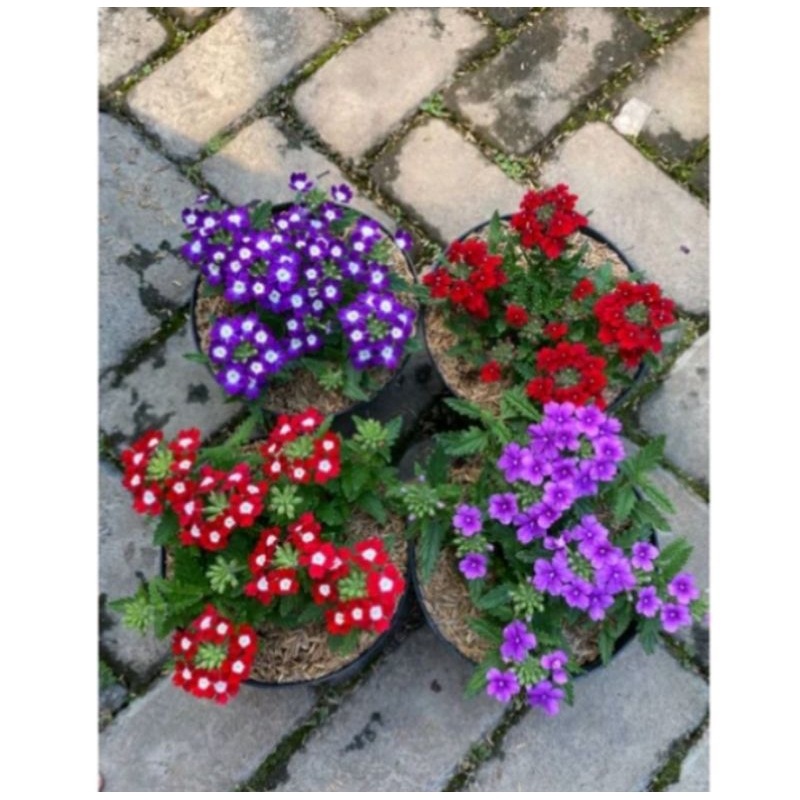 Tanaman Hias Verbena tanaman Verbena pentas