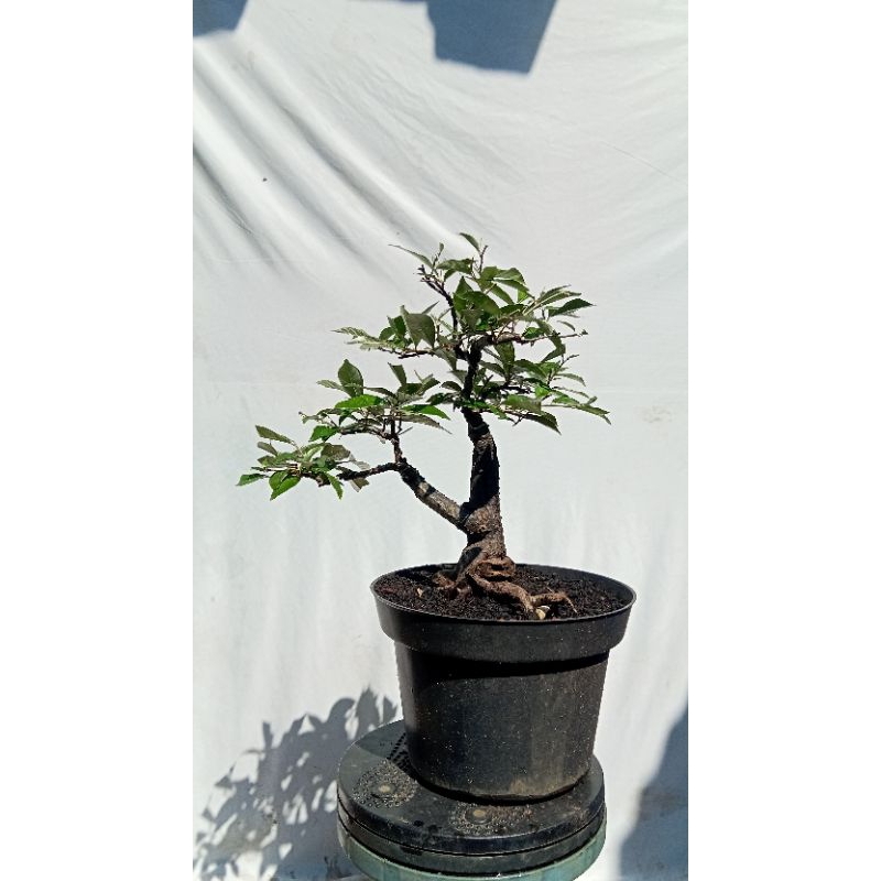 pohon kiperak lokal/silverberry lokal