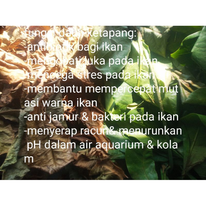 

daun ketapang kering 30 g