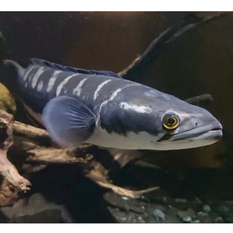 Toman Predator Asli kalimantan 3-6cm