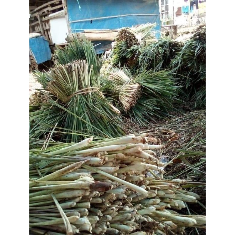 

SERAI SEGAR BARU PANEN