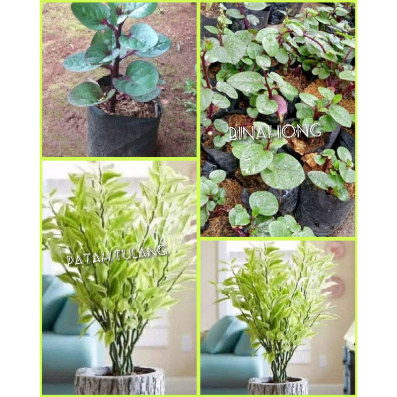 paket 2 Tanaman herbal binahong dan patah tulang