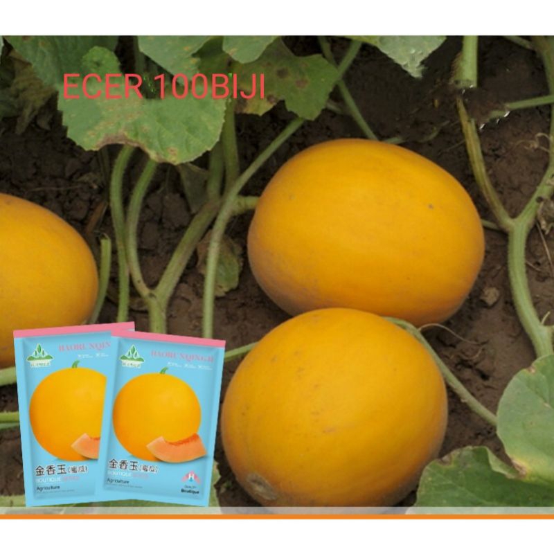 BENIH MELON GOLDEN(KINANTI) 100 BIJI SUPER ECER