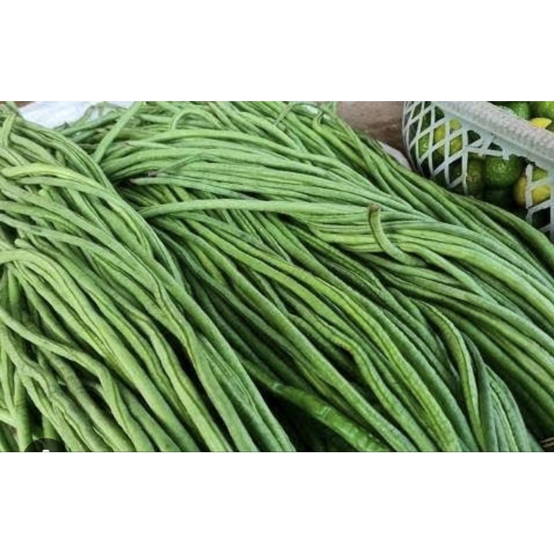 

Kacang panjang