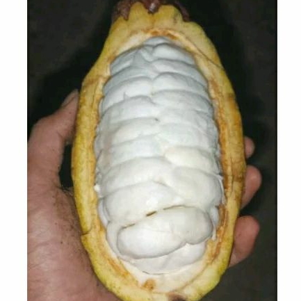 BIBIT KAKAO MCC02 / BIJI KAKAO MCC02 / BENIH MCCO2  ISI 40