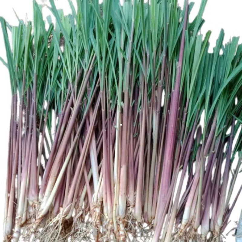 

Sereh / Serai wangi / Sereh Merah Segar 1kg