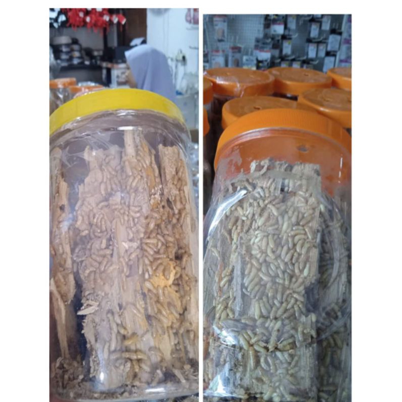 POA/RAYAP/RENGAS UMPAN MANCING/UMPAN SEGALA IKAN DAN MEDAN