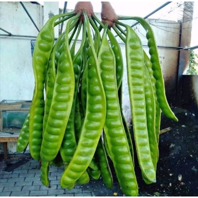 

(cuci gudang) pete murah meriah 2 ikat 20 lonjor.