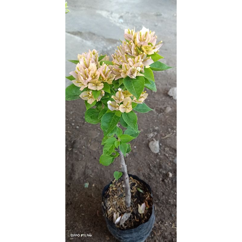 Bougenville Singapore Kuning