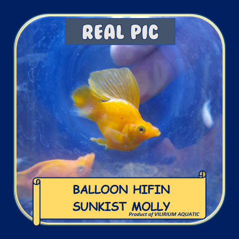 IKAN HIAS AIR TAWAR - MOLLY SUNKIST BALON SLAYER / MOLLY SUNKIST BALON HIFIN / SUNKIST MOLLY HIFIN (