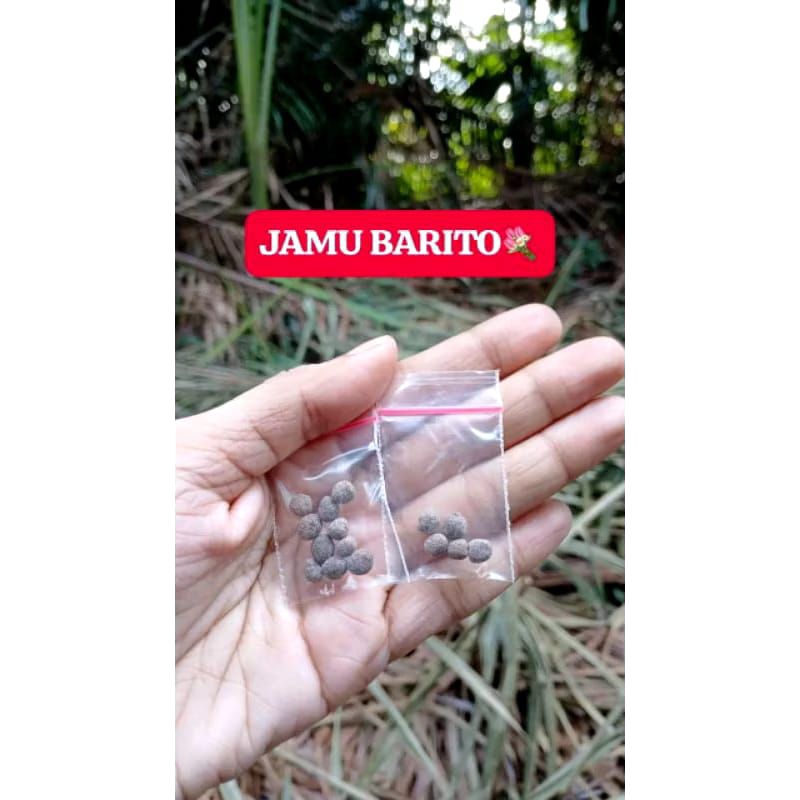 

Jamu Barito (Isi 10)