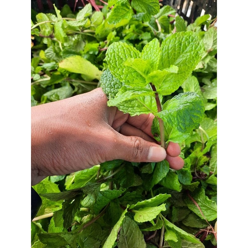 

Daun Mint Segar Organik 100gr