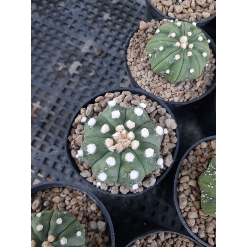 astrophytum nudum x ooibo