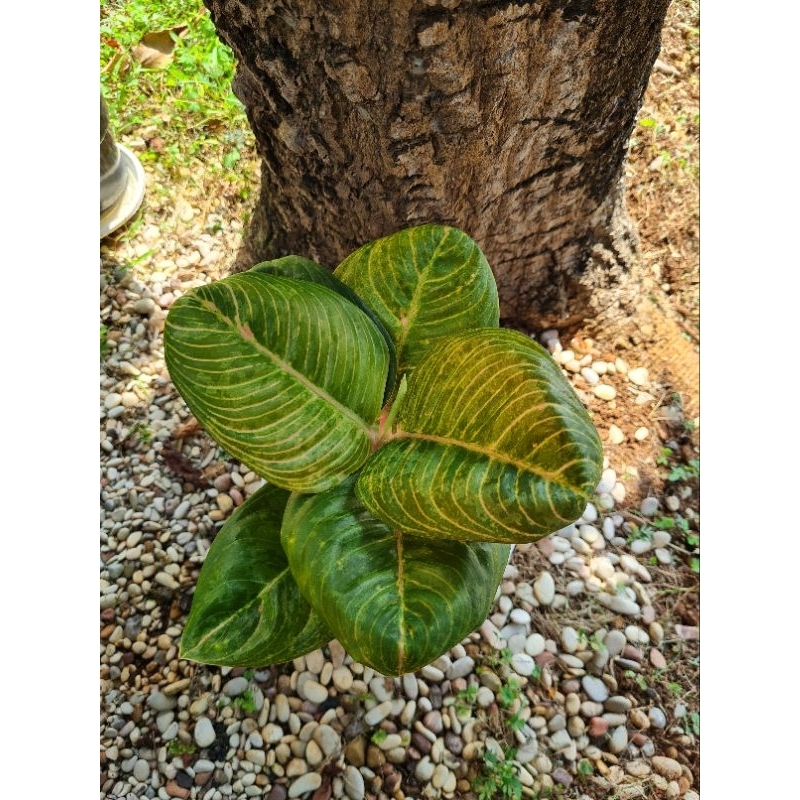 Aglonema Aglaonema Marsha Anjani