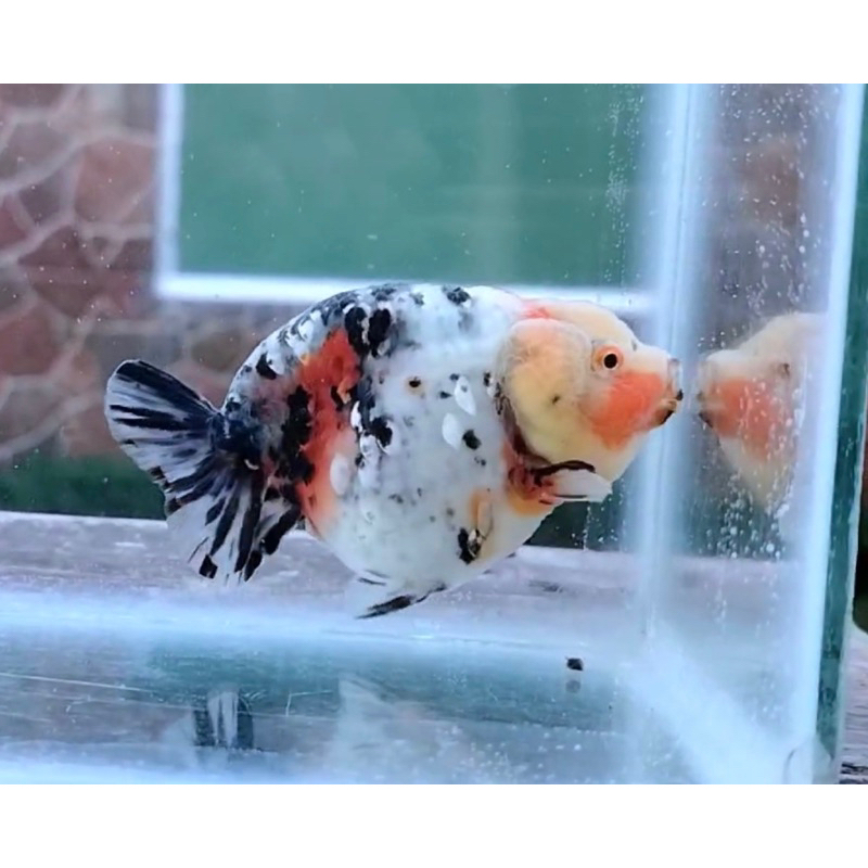 Ranchu Sapi - ORDER BY REQUEST