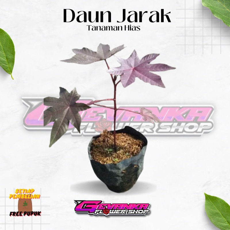 Bibit Tanaman Toga JARAK MERAH - Pohon Obat Jarak Merah