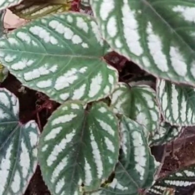 (minimal order 15rb)macam2 stek tanaman hias merambat/menjalar(blm brakar) : sirih keraton/cissus di