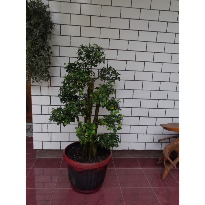 bonsai serut taman