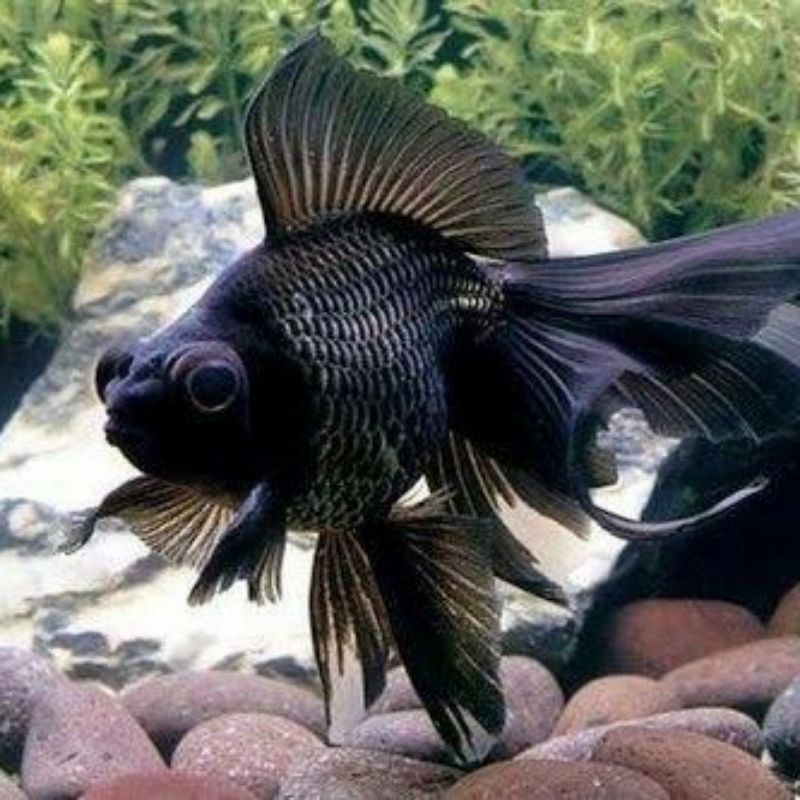 

KOKI BULLDOG GRADE A+ PAKET 5 EKOR