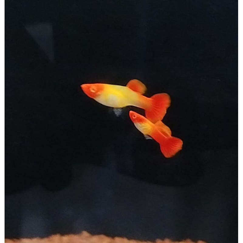 Stiker Unik Albino SS Koi kualitas sortir