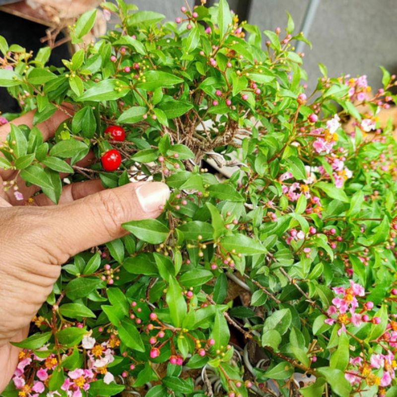 Bibit Bahan Bonsai Bunga Sakura Mikro Berbuah