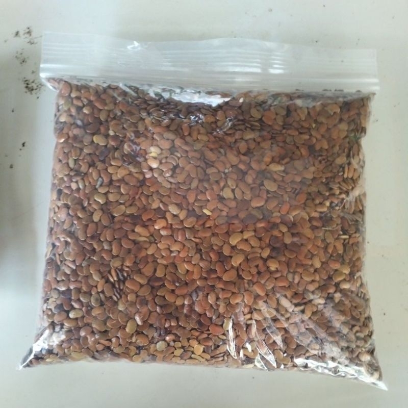 

Biji/benih Sonokeling paket 250gr
